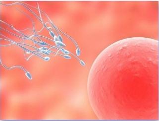 Koliko dugo ovulacija traje? Odgovori na važna pitanja