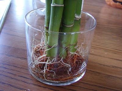 Bambus: Kućna njega i uzgoj