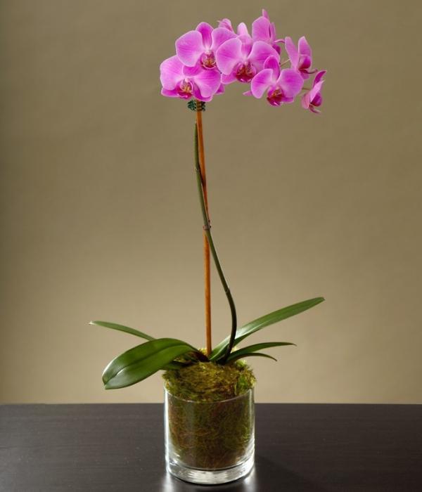Elegantne ljepote orhideja: skrb kod kuće. phalaenopsis