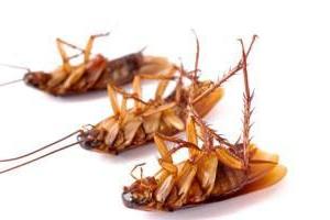 Kako se nositi s žoharima u stanu narodnih lijekova? Dobar savjet
