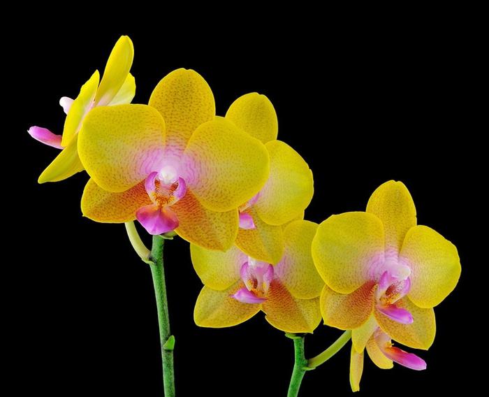 Mogu li presaditi cvjetnu orhideju