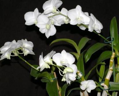 Značajke epifitnog sadržaja: kako smanjiti orhideja nakon cvatnje