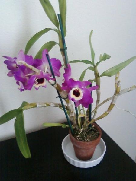 Prekrasan dendrobium orhideja. Kućna njega