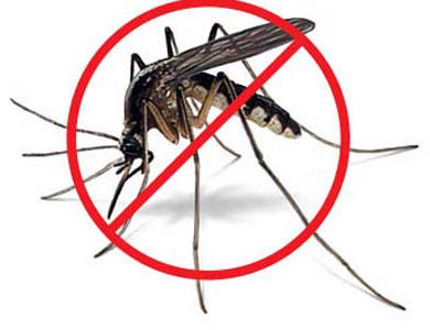Malo po malo: koliko živi komarac?