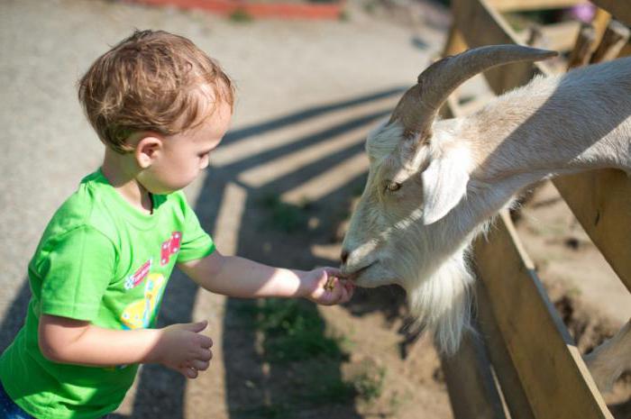 dječji kontakt zoološki vrt Irkutsk